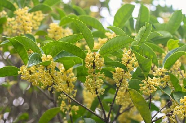 配资网站炒股 安徽亳州：金秋桂花飘香